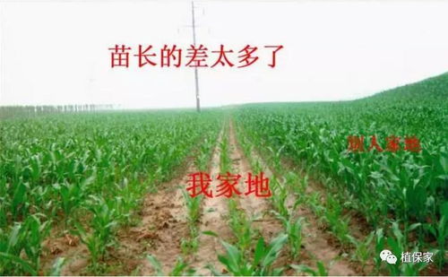 真假化肥怪象 为何“李鬼”横行而“李逵”滞销？